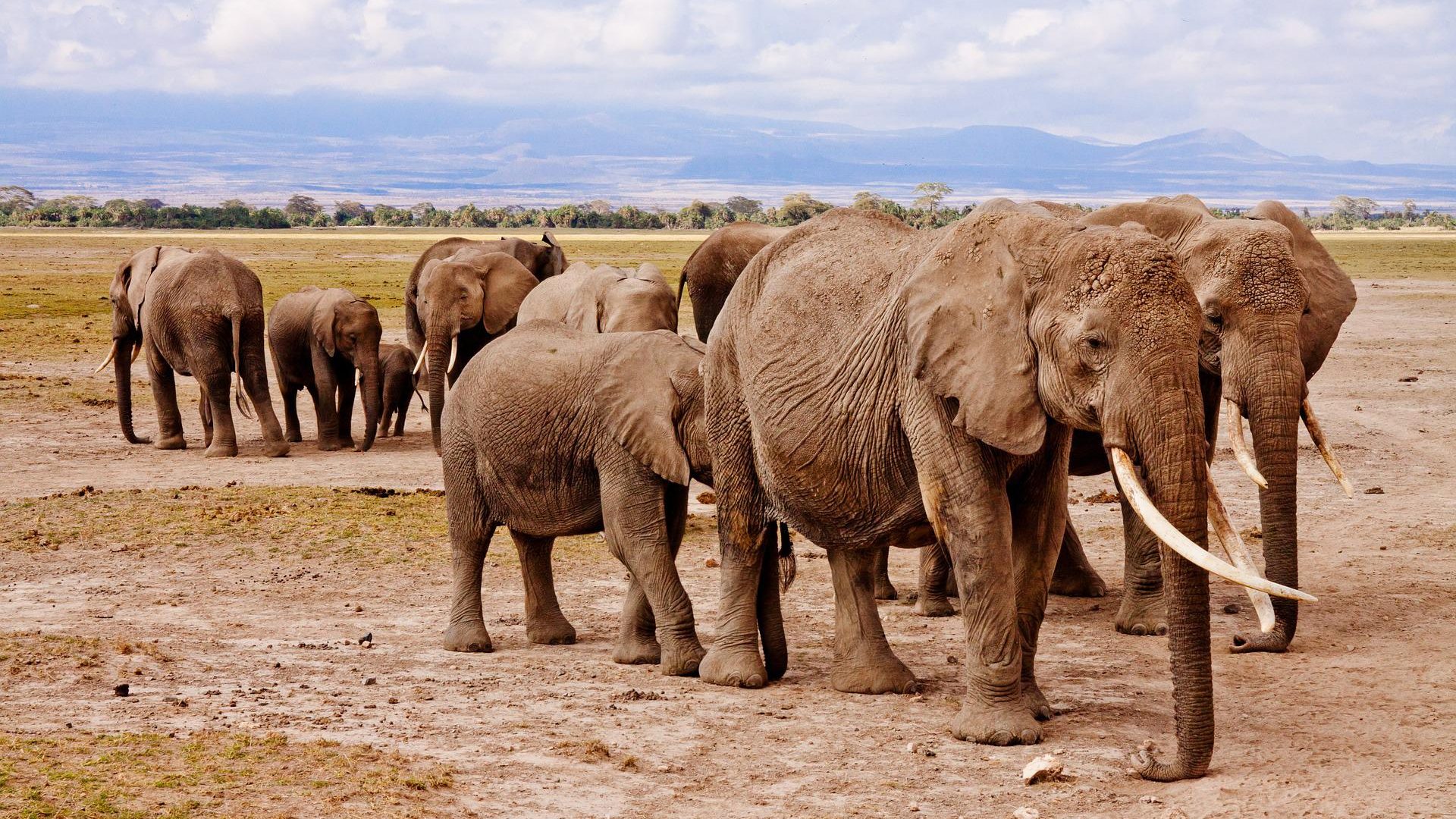 Elephants at Amboseli National Parks - Things To Do In Kenya