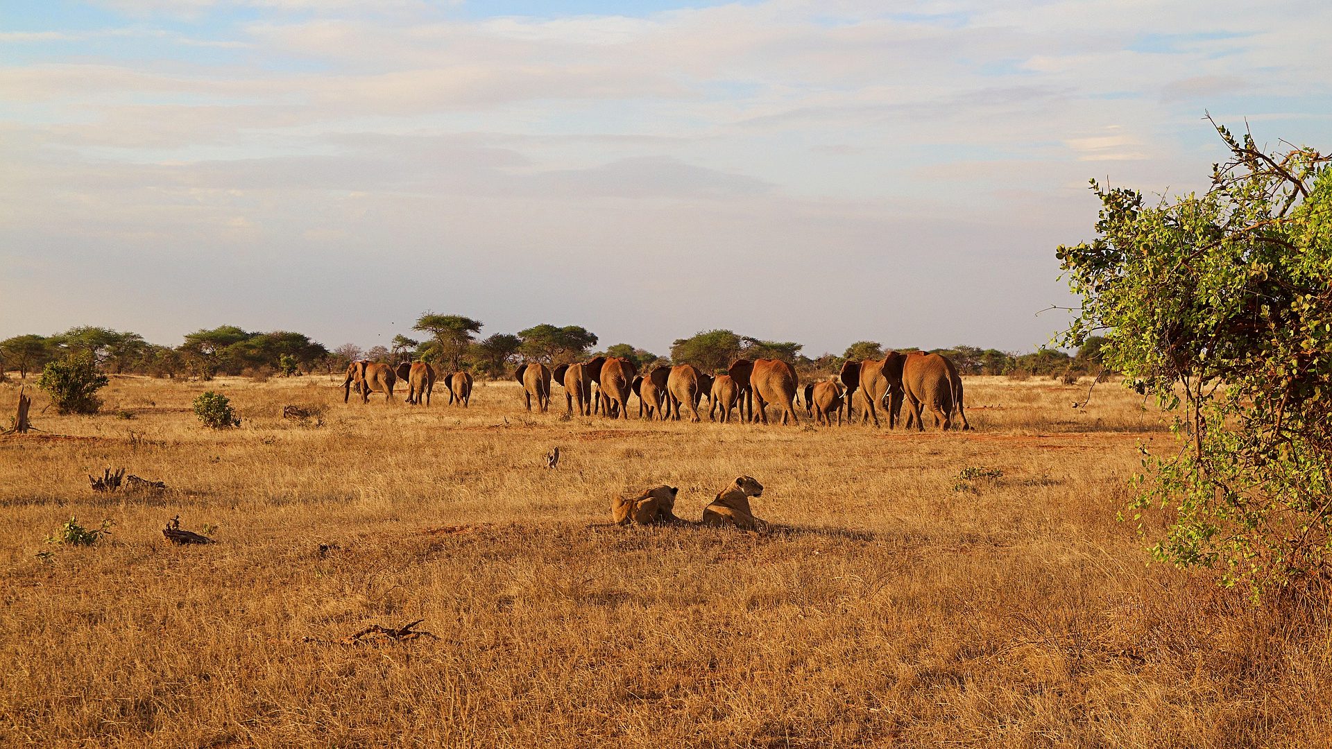 Wildlife, elephants and lions in Tsavo National Parks, Kenya-Things To Do In Kenya