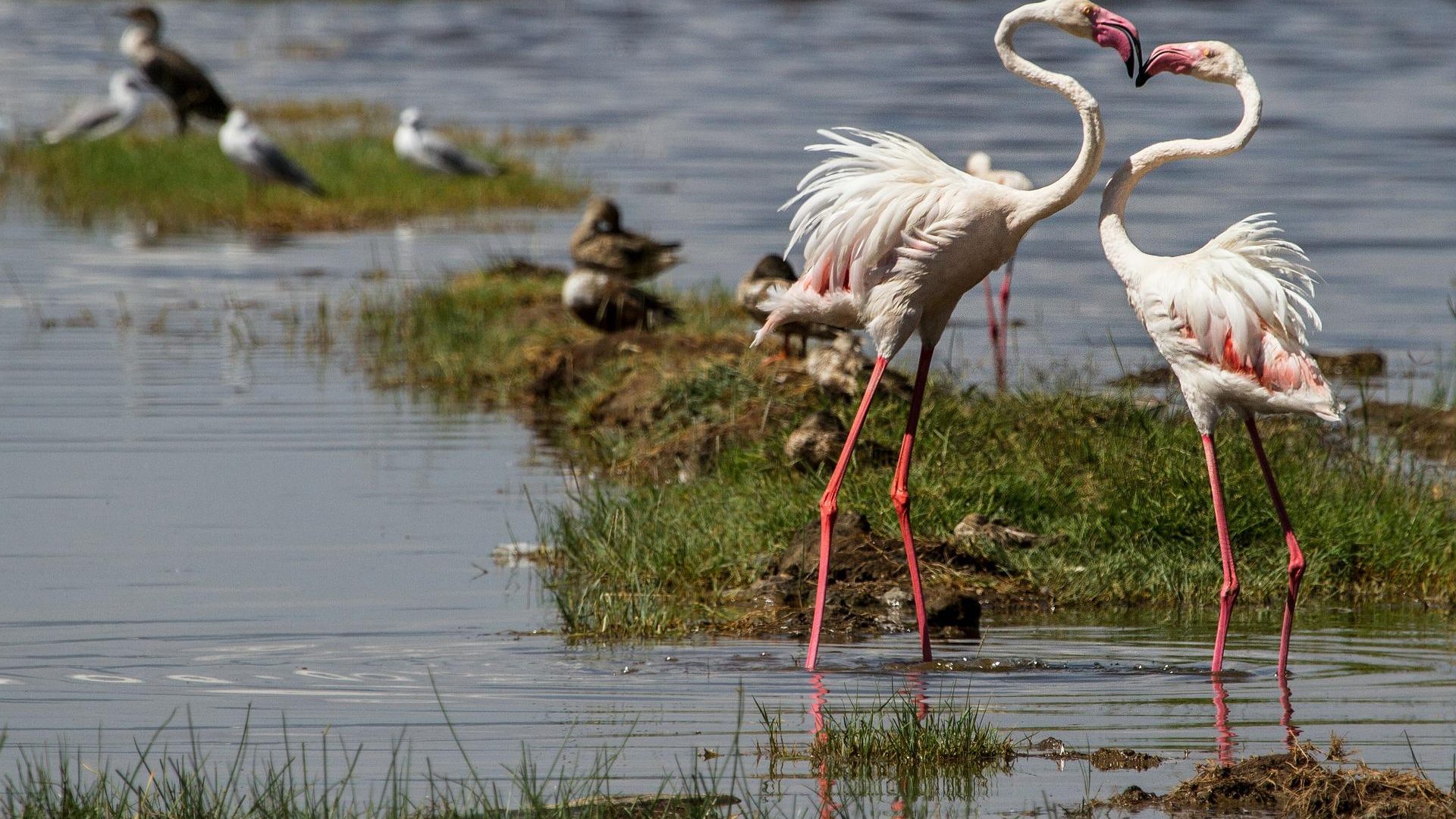 Flamingoes at Lake Nakuru in Nakuru National Park, Kenya- Things To Do In Kenya