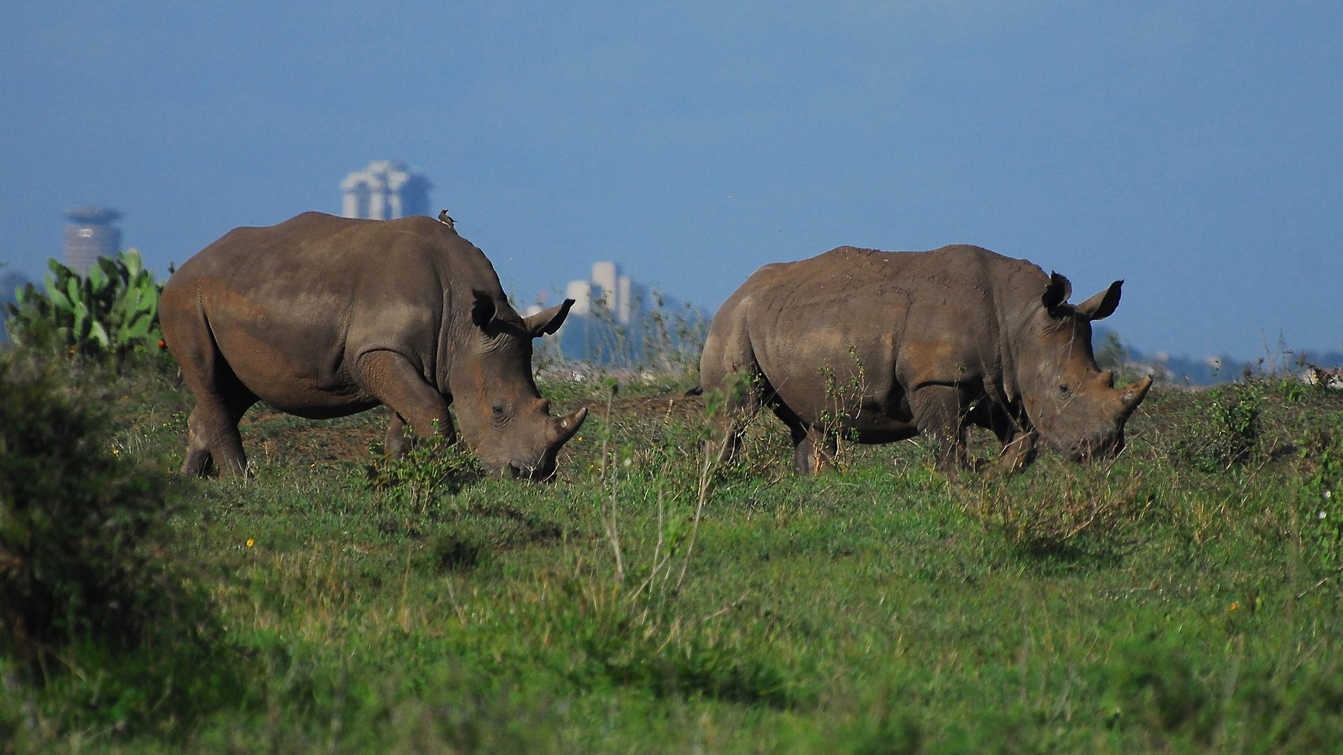 Rhinos at Nairobi National Park, the only National Park in a City - Things To Do In Kenya